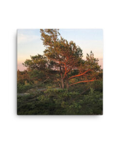 Alternative view of Canvas - Träd i Hunnebostrand