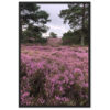 Inramad poster - Ljungen i blom