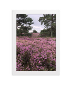 Alternative view of Inramad poster - Ljungen i blom
