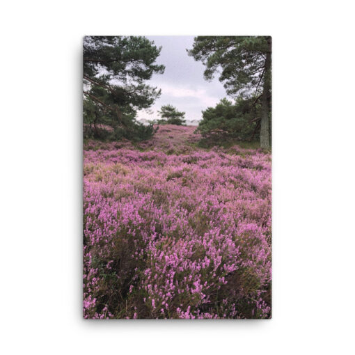 Canvas - Ljungen i blom