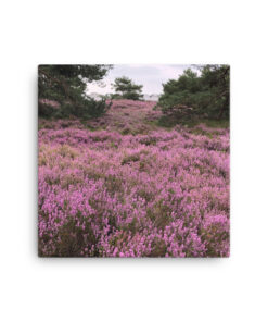 Alternative view of Canvas - Ljungen i blom